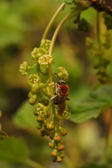 Rotendige Sandbiene in einer Johannisbeerblüte