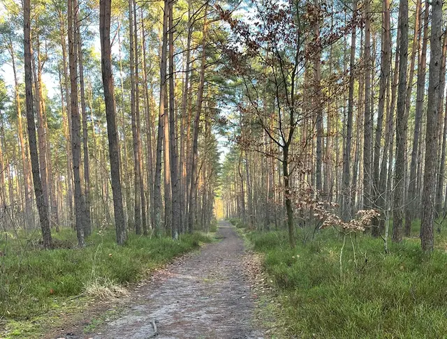 Der Wald Buchwedel in der Gemeinde Seevetal | Foto: sra