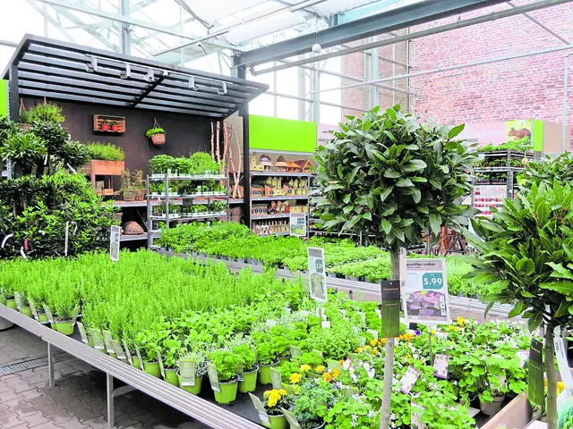 Kräuter, Kräuter und Kräuter: Im Gartencenter Matthies finden sich Kräuter in bester Qualität | Foto: Axel-Holger Haase