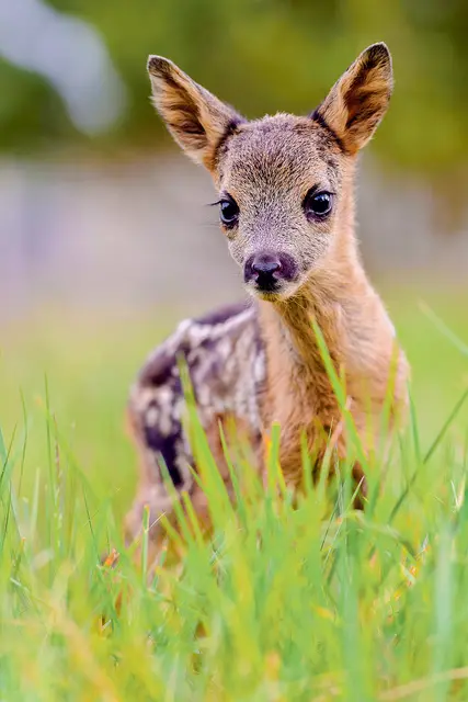 Per Drohne können Rehkitze im Feld gesichtet und gerettet werden | Foto: Rolfes