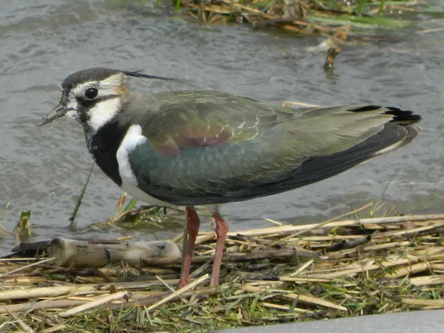 Der Kiebitz ist eine stark gefährdete Vogelart | Foto: Andreas/LK Stade