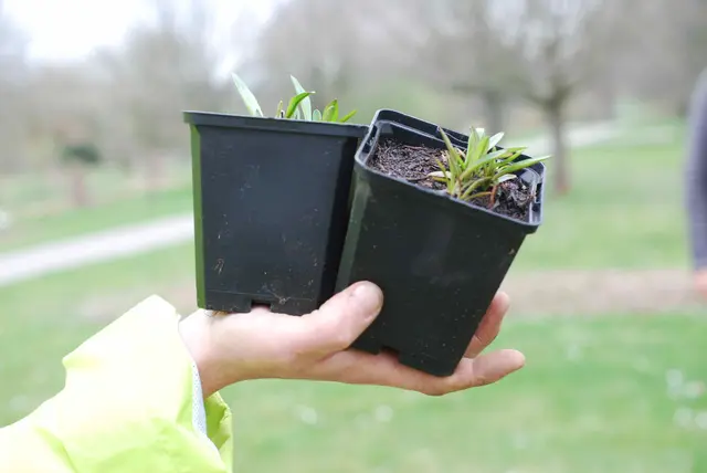 Staudenanzucht  | Foto: BUND Niedersachsen