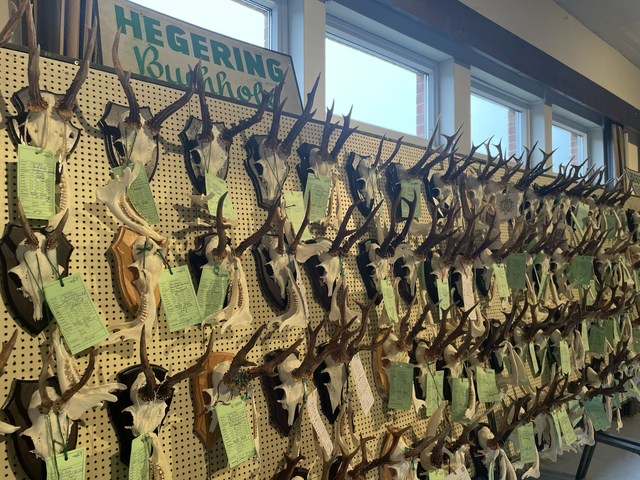 Einige der Trophäen aus dem Hegering Buchholz | Foto: Silke König