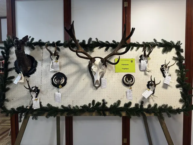 Die ausgezeichneten Jagdtrophäen der Kreisjägerschaft Stade | Foto: sc