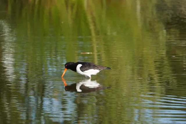 Ein Austernfischer | Foto: Guido Seemann