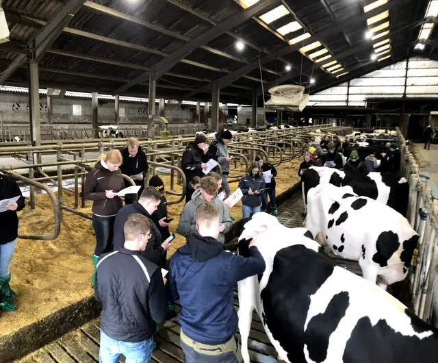 Lineare Exterieurbeschreibung am Tier | Foto: BBS3