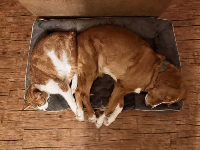 Zwei Freunde und ein viel zu kleines Bett - Abhilfe muss her | Foto: tml