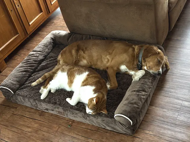 "Das Hundebett wird auch von Katzen geliebt" - Endlich kann ich auch mal eine vielsagende Rezension schreiben | Foto: tml