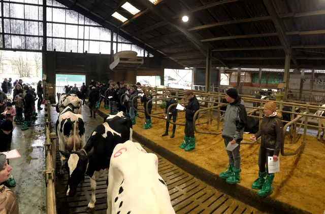 Rangieren der Tiere in der Gruppe | Foto: BBS3