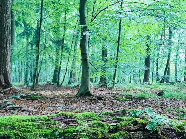 Den Wald mit allen Sinnen entdecken | Foto: BUND Niedersachsen