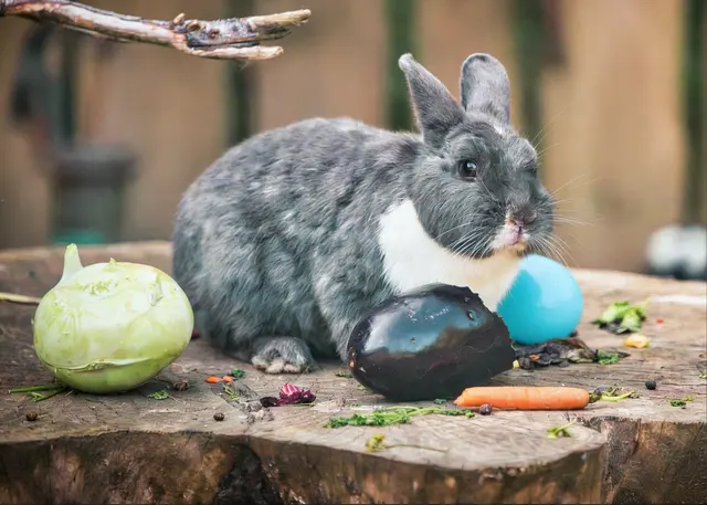 Eine Stärkung für Meister Lampe | Foto: Wildpark Schwarze Berge