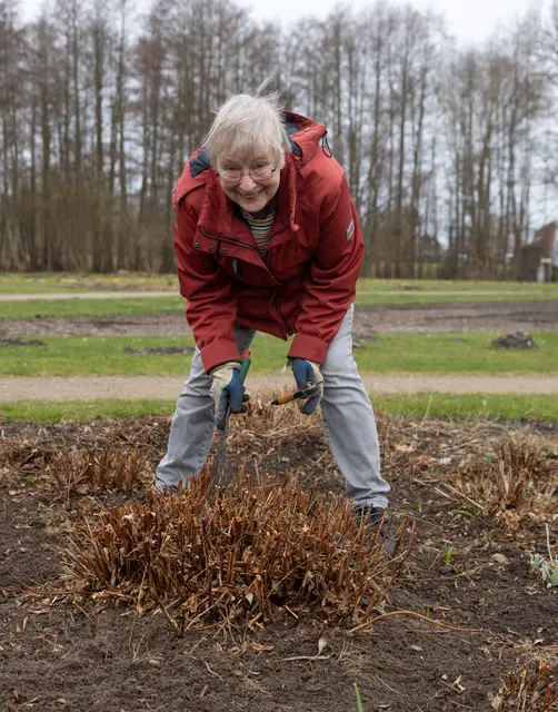 Uta Hiller bringt das Beet mit den winterharten Fuchsien nach der kalten Zeit auf Vordermann.  | Foto: ks