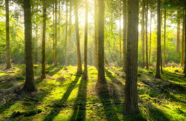 Der Wald muss aufmerksam unterstützt werden | Foto: ClickerHappy