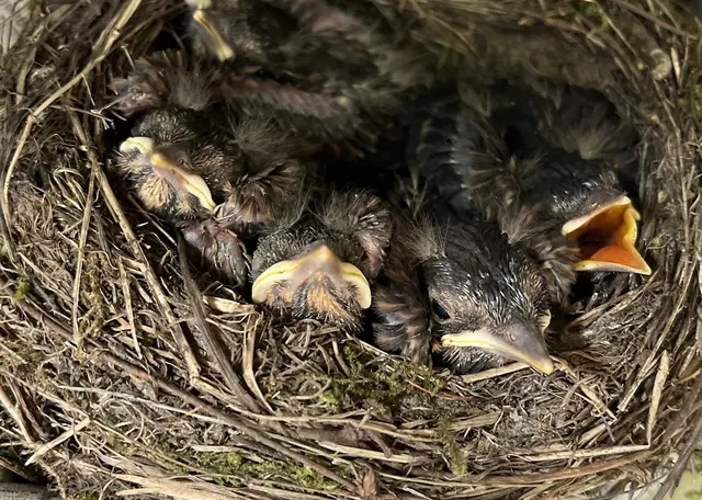 Vögel nisten in Hecken und Sträuchern  | Foto: tml