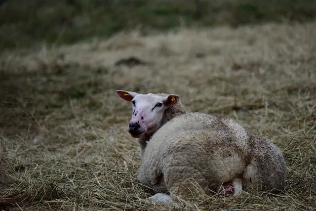 Wichtig ist, dass die Tiere rechtzeitig geschützt sind | Foto: Landkreis Stade/ Daniel Beneke