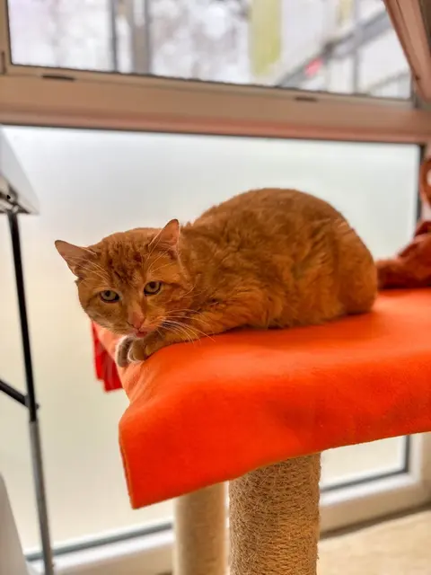 Mio, der Seniorkater aus dem Tierheim Buchholz, sucht eine liebevolle Pflegestelle | Foto: Tierheim Buchholz