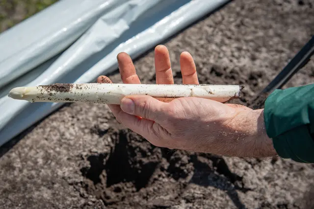 In Niedersachsen hat die Spargelernte begonnen. Mit steigenden Temperaturen sind wachsende Erntemengen zu erwarten | Foto: LWK Ehrecke