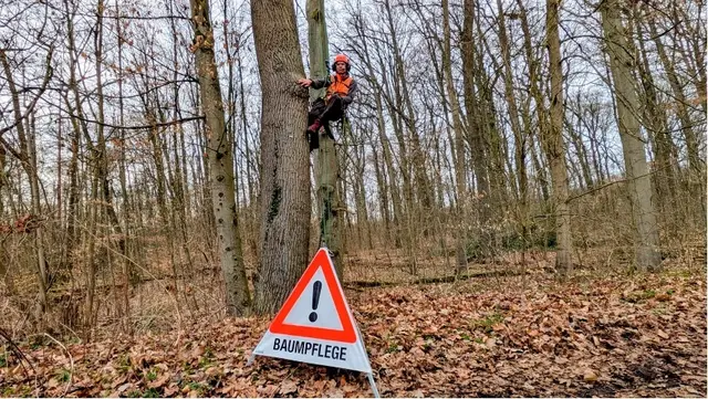 Pflegearbeiten finden an den Bäumen in der Fachenfelder Allee statt.  | Foto:  Landkreis Harburg