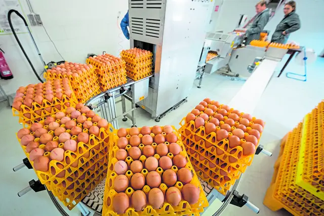 Zu Ostern sind Eier ein besonders beliebtes Lebensmittel | Foto: LWK/Ehrecke