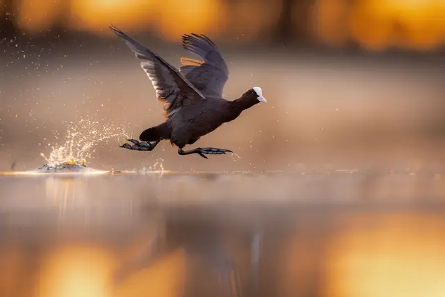 Ein Blässhuhn beim Starten gehört zu den prämierten Bildern in der Kategorie „Artists on Wings“. | Foto: Lukasz Gwizdziel/Glanzlichter 2026