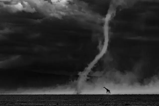 Eine Giraffe spaziert seelenruhig durch einen Staubsturm – ein besonderer Moment und damit das Siegerbild des diesjährigen Glanzlichter-Naturfotowettbewerbes. | Foto: Rahul Sachdev/Glanzlichter 2026 