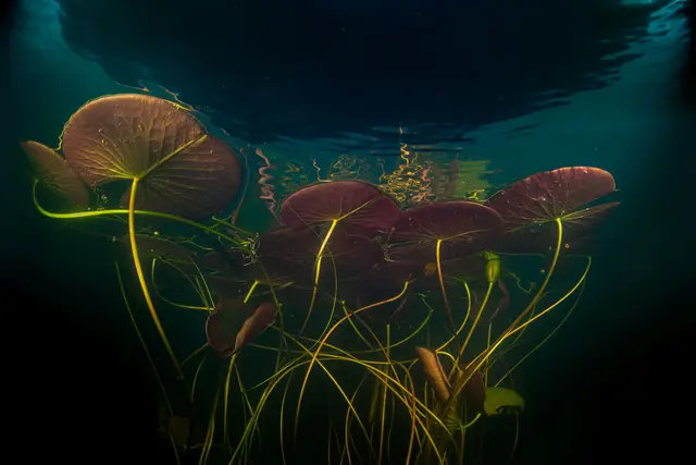 Das Lichterspiel im See brachte Juan Cuetos den Sieg in der Kategorie „The Beauty of Plants and Fungi“. | Foto: Juan Cuetos/Glanzlichter 2026