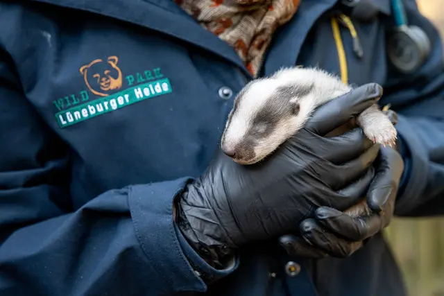 Im Wildpark Lüneburger Heide kommen jährlich ein bis drei
Dachse zur Welt | Foto: Wildpark/Thomas Ix