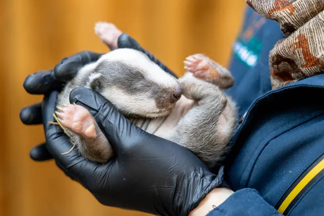 „Alles dran“: Bei der Jungtier-Untersuchung wird auch überprüft, ob alle Gliedmaßen gesund ausgebildet sind | Foto: Wildpark/Thomas Ix