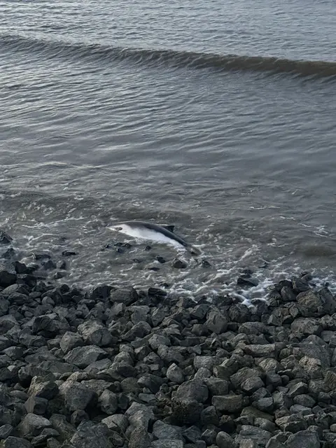 Der tote  Schweinswal wurde ans Ufer angeschwemmt | Foto: J. Gruhn