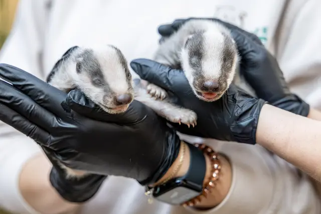 Die beiden knapp vier Wochen alten Dachsbabys – vermutlich beides Mädchen – haben noch die Augen geschlossen | Foto: Wildpark/Thomas Ix