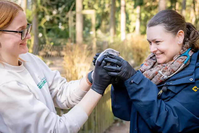 Für Tierärztin Nina Vöcks (re.) war die Untersuchung der
Dachse der erste Jungtier-Einsatz. Wildpark-Azubine Carlotta
Ix assistiert ihr dabe | Foto: Wildpark/Thomas Ix