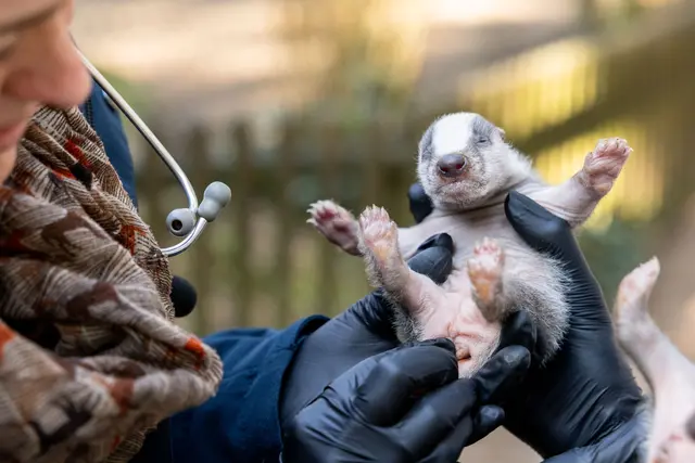 Die Geschlechterbestimmung ist bei Jung-Dachsen in dem
Alter schwierig | Foto: Wildpark/Thomas Ix