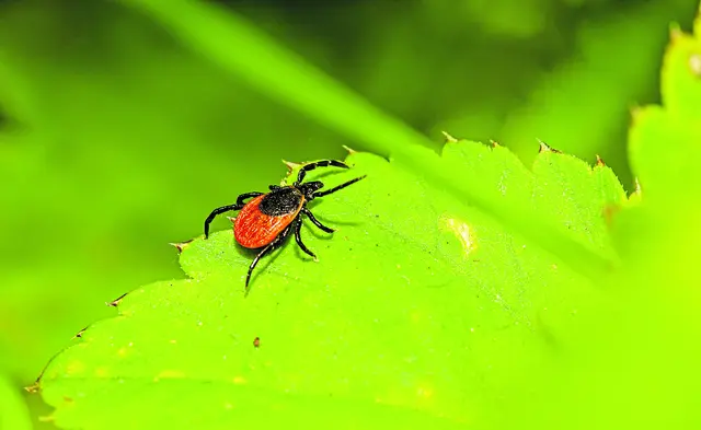 Die Zeckensaison hat mit den steigenden Temperaturen begonnen | Foto: Erik Karits