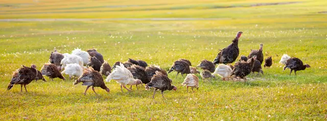 Truthähne und Hühner müssen gegen die Newcastle-Krankheit geimpft werden | Foto: AdobeStock/Vera