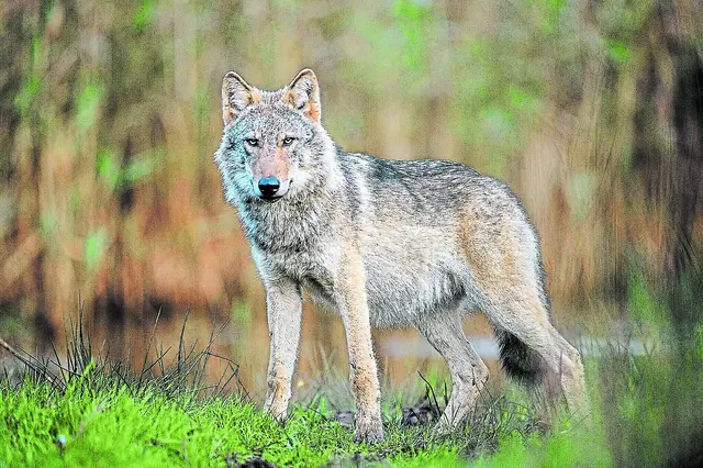 Im Klecker Wald kam es zu einer Begegnung mit einem Jungwolf | Foto: DJV