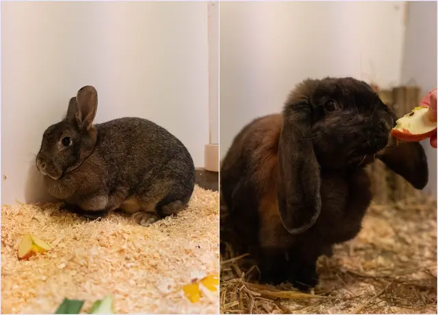 Foto: Tierheim Buchholz