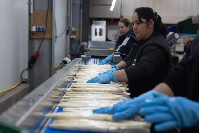 Der Spargel wird auf der Arbeitsstraße am Ende automatisch gewaschen und sortiert. Handarbeit ist allerdings noch unerlässlich. | Foto: ks