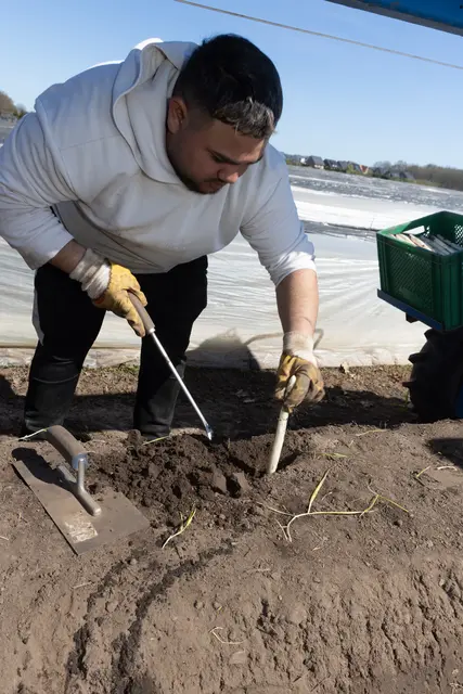 Handarbeit ist bei der Spargelernte auf dem Feld gefragt. | Foto: ks