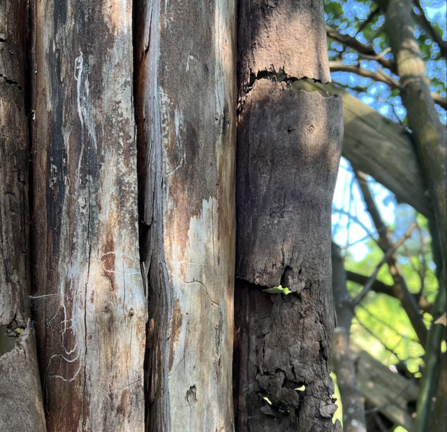 „Wald ist mehr als die Summe seiner Bäume“, sagt Projektkoordinator Detlef Gumz | Foto: tml