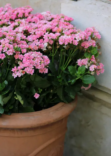 Dank der neuen Technik lässt sich der Befall mit Schädlingen schnell erkennen | Foto: Sumeyyebasbil