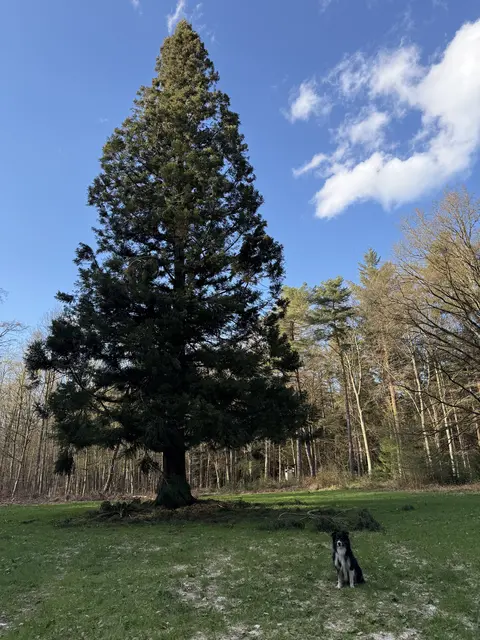 An dieser japanischen Sicheltanne im Neukloster Forst werden sich die singenden Wandergruppen treffen | Foto: Sybille Groß
