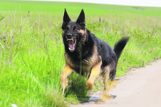 Ein Schäferhund wie dieser macht Anwohnern in Salzhausen durch sein Gebell das Leben schwer | Foto: anjajuli/Adobe Stock