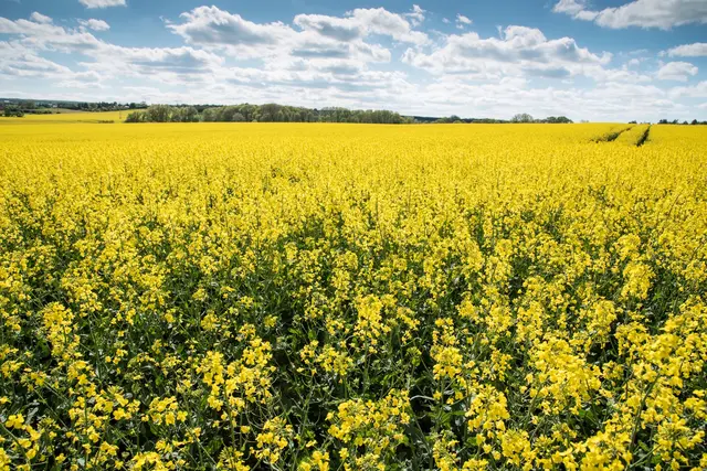 Raps ist die wichtigste heimische Ölpflanze | Foto: Ehrecke/Landwirtschaftskammer Niedersachsen