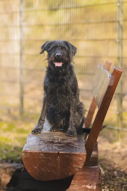 Hündin Ronja sucht ihr neues Zuhause | Foto: Tierheim Buchholz