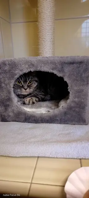 Ausgesetzte Katze | Foto: Tierheim Buchholz