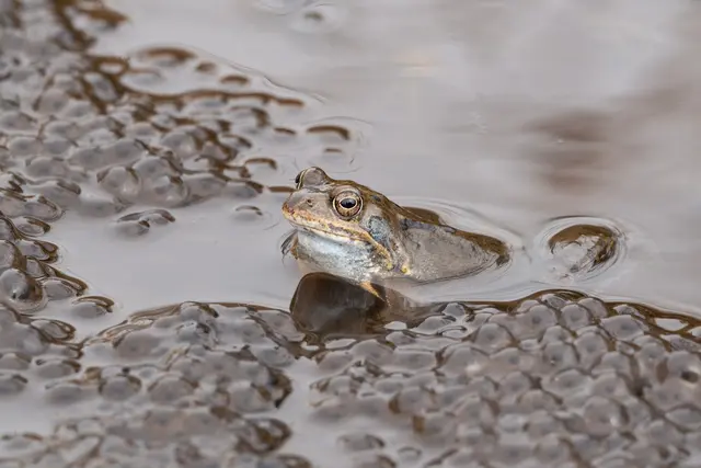 Die Feenteiche mit dem Pferdekopf sind ein beliebtes Ausflugsziel – und wichtiges Refugium für Tiere und Pflanzen | Foto: Landkreis Harburg