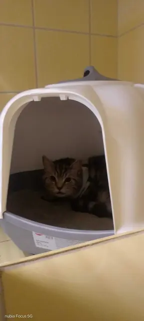 Ausgesetzter und schwer verletzter Kater | Foto: Tierheim Buchholz