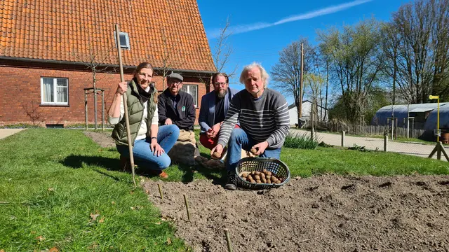 Die "Alte Kartoffel des Jahres" 2026 wurde in den Garten des Flüchtlingssiedlungshauses in der Königsberger Straße im Freilichtmuseum am Kiekeberg gepflanzt: Sybille Kahnenbley (v. li., Vorsitzende der Landfrauen im Kreis Harburg und Kartoffelbäuerin aus Beckedorf), Matthias Schuh (Gärtner des Freilichtmuseums am Kiekeberg), Stefan Zimmermann (Museumsdirektor des Freilichtmuseums am Kiekeberg) und Karsten Ellenberg (Kartoffelbauer aus Barum) | Foto: FLMK