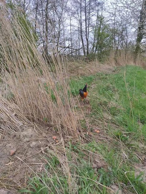 Der ausgesetzte Hahn "Krähgor" | Foto: Janina Stemmer