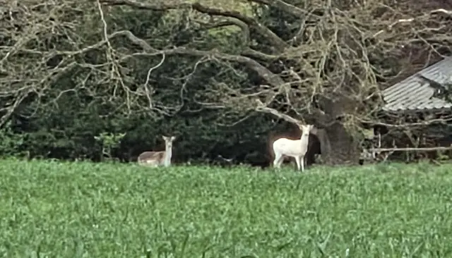 Ein schneeweißes Reh wurde zwischen Hanstedt und Dierkshausen gesichtet | Foto: privat
